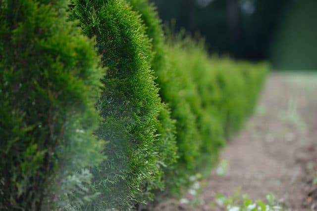 Evergreen hedge