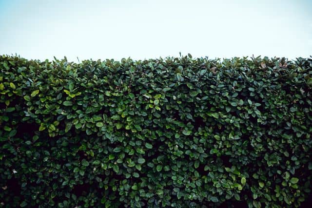 Informal hedge