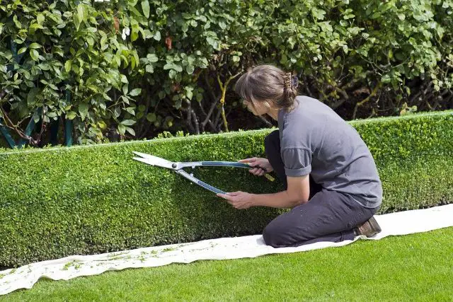 Trimming formal hedges