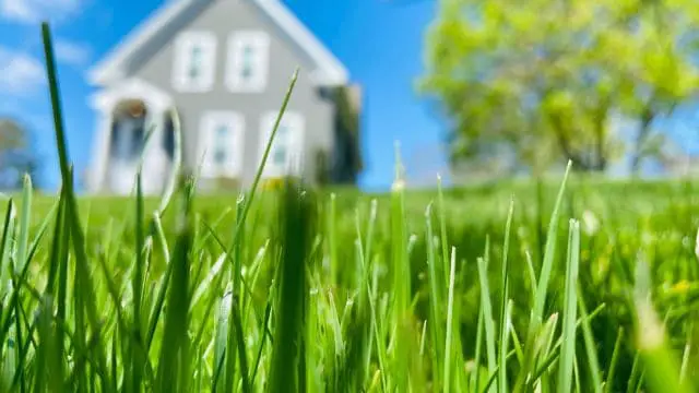 A well-kept lawn