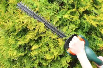 The Best Gas Hedge Trimmers