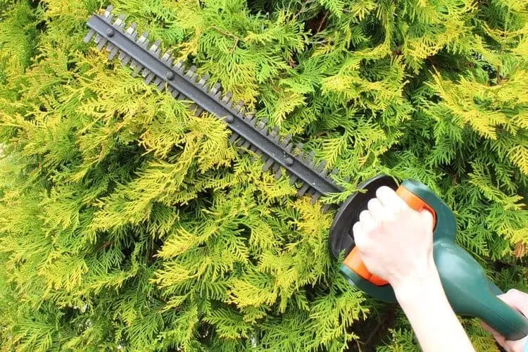 Person using a gas powered hedge trimmer